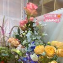 드플로페 이미지