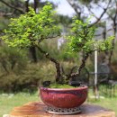 일본 미니 상동나무 (천광화분) 이미지
