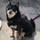 삼문중앙로 노트펫