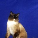 봉봉캐터리 이미지