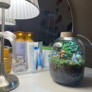 나만의세상 테라리움 만들기 이미지