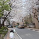 남도삼백리길(11코스) | 아직 벚꽃이 한창이던 상사호반길.