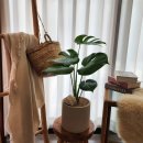 동탄나무로 | 동탄 식물가게 집들이 선물로 구아바 나무 구매 후기