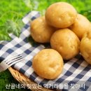 산골네