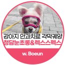 보은이의 반짝반짝 빛난 눈, 각막궤양으로 청담눈초롱동물안과에서 치료받은 썰.(feat. 렉스스펙스 V2)