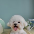 꿈꾸는 댕 이미지