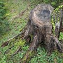 그루터기 이미지