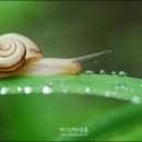 달팽이 - 서대문구 | 달팽이