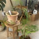 리틀오스 이미지