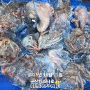 군산킹스타호 11/21문어마무리조황 이미지