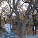 연리목