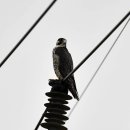 호곡리의 매(Peregrine falcon) 이미지