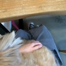 그림책 읽어주는 동물병원 이미지