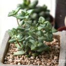 여리약국 이미지