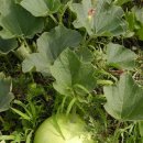 엄마의손맛 이미지