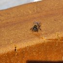 도담양봉원 이미지