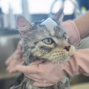 미미캣살롱&고양이호텔 이미지