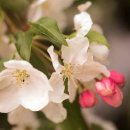 사과꽃 향기는 바람 이미지