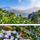 제467회 정기산행 경남 통영 소매물도섬 산행&amp; 저구항 수국 축제관람(2025.6.21) 이미지