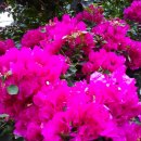 국제꽃식물원 이미지