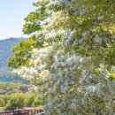 이팝나무길 이미지