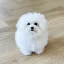 퍼피 베어(PUPPY-BEAR) | 팅커벨퍼피 출신 미니비숑 성장후기 2탄