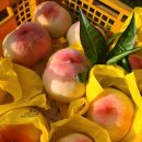 치상농장 이미지