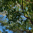 한라오토카 이미지