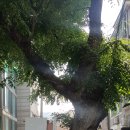 면목동-180 이미지