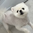 프롬지이