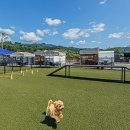 도그랜드 이미지