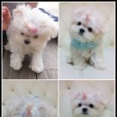 미스터독 이미지