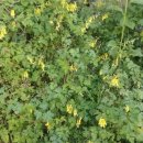 황정농장 이미지