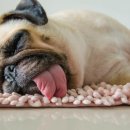 김포동물병원 이미지