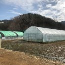 명계농장 | [음식리뷰] 명계산미나리 체험농장 미나리삼겹살 후기