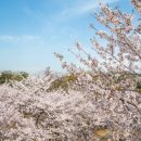 금성초등학교 | 봄꽃 구경하며 힐링 할 수 있는 담양카페 담순로153