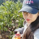 천제연폭포 | 제주여행｜천제연 폭포 근처 귤따기 체험, 천제연농원 방문기