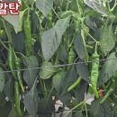 현대종묘농약사 이미지