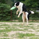 플라잉독 이미지