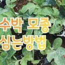 수박 키우기 심는시기 - 망고수막, 애플수박, 복수박 모종 심기 물주기 재배 기르기 이미지