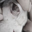 나만 애 동물병원 이미지