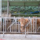 반갑소 농장 이미지