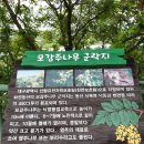 황금화원