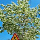 서학로 사거리 이미지