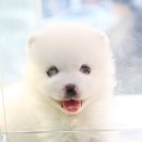 꼬마애견 이미지