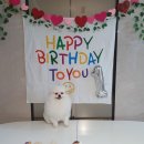 댕댕레시피 이미지