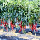 다솔관광농원 이미지