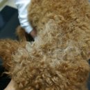 면목동물병원 이미지