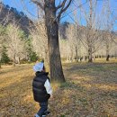 CU 홍천내면점 | [홍천 가볼만한 곳]홍천 은행나무숲 단풍 여행 늦은 후기