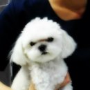 분당파크뷰 동물병원 이미지